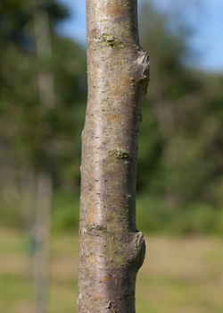 Crataegus laevigata Plena. Bark. 2011.