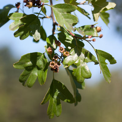 Crataegus laevigata Plena. Blade. 2011.