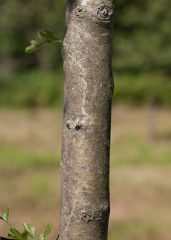 Crataegus monogyna. Bark. 2011.