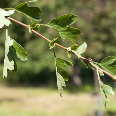 Crataegus monogyna. Blade. 2011.