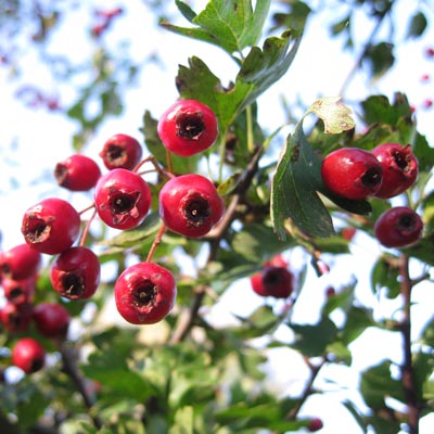 Crataegus monogyna. Frugt. 2011.