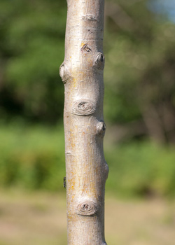 Crataegus monogyna PKP Select. Bark. 2011.