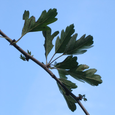 Crataegus monogyna PKP Select. Blade. 2011.