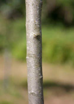 Crataegus orientalis. Bark. 2011.