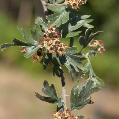 Crataegus orientalis. Blade. 2011.