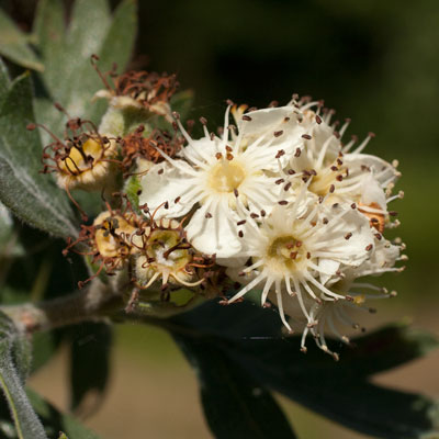 Crataegus orientalis. Blomst. 2011.