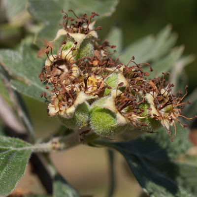 Crataegus orientalis. Frugt. 2011.