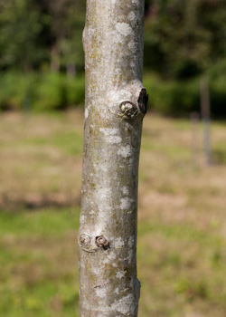 Crataegus x lavallei. Bark. 2011.