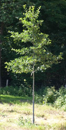 Crataegus x persimilis Splendens. 2011.