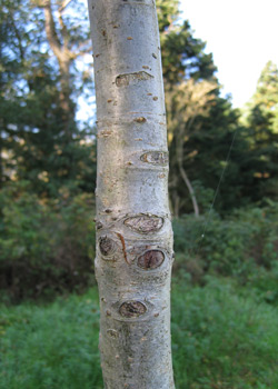 Crataegus x persimilis Splendens. Bark. 2011.