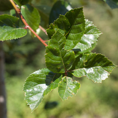 Crataegus x persimilis Splendens. Balde. 2011.