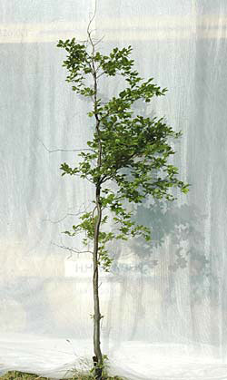 Fagus sylvatica. Ubeskåret. Foto 2005