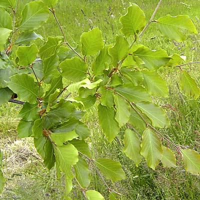 Fagus sylvatica. Løv. Foto 2005