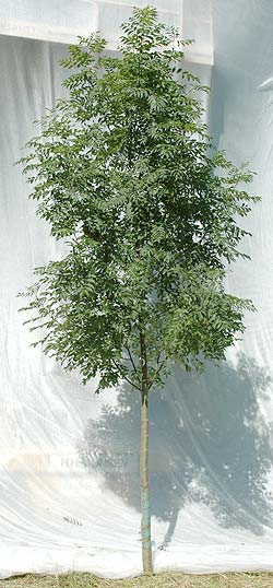 Fraxinus exelsior Westhofs Glorie. Ubeskåret. Foto 2005