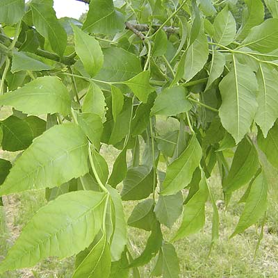 Fraxinus americana Zundert. Blad.