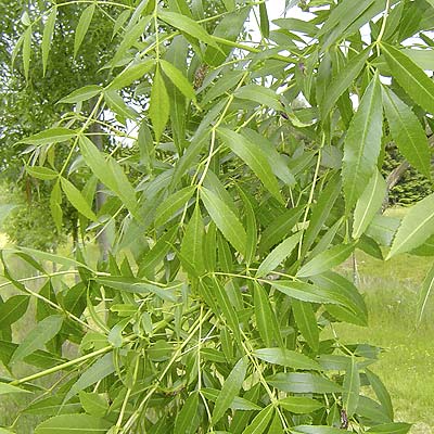 Fraxinus angustifolia Raywood. Løv. Foto 2005