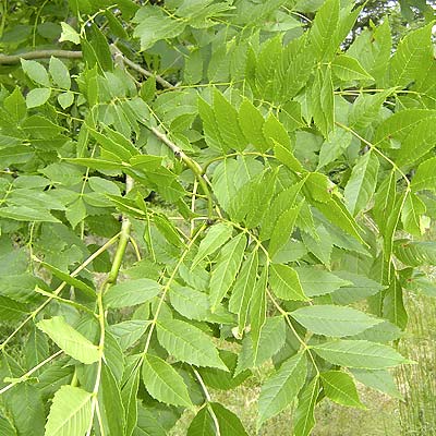 Fraxinus exelsior Robusta. Løv. Foto 2005