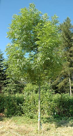 Fraxinus exelsior. Ubeskåret. Foto 2005