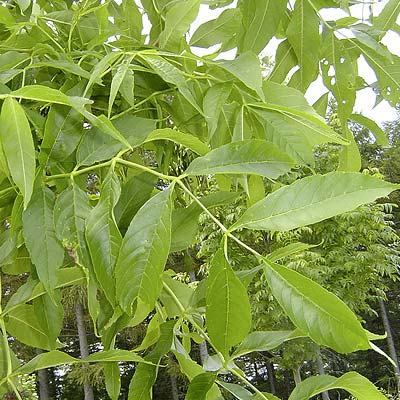 Fraxinus exelsior. Løv. Foto 2005