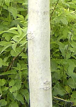 Fraxinus ecelsior Nana Kuele. Bark. Foto 2005