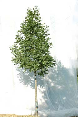 Fraxinus ornus. Opbygningsbeskåret. Foto 2005