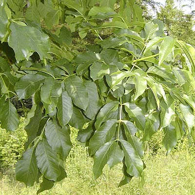 Fraxinus ornus. Løv. Foto 2005