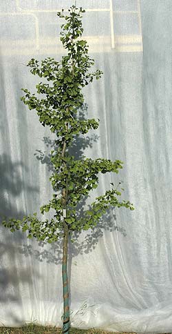 Ginkgo biloba. Opbygningsbeskåret. Foto 2005