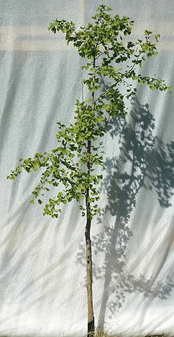 Ginkgo biloba. Ubeskåret. Foto 2005