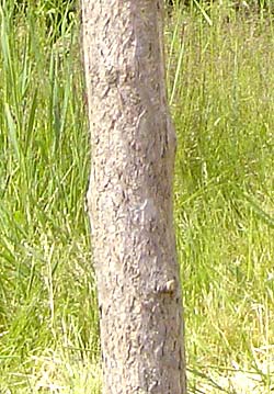 Ginkgo biloba. Bark. Foto 2005