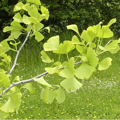 Ginkgo biloba. Løv. Foto 2005