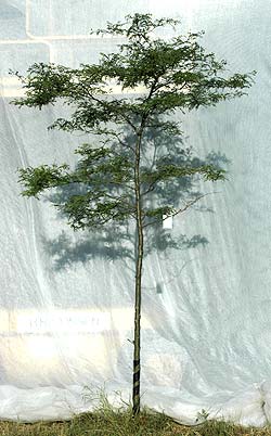 Gleditsia triacanthos. Opbygningsbeskåret. Foto 2005