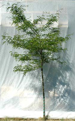 Gleditsia triacanthos. Ubeskåret. Foto 2005