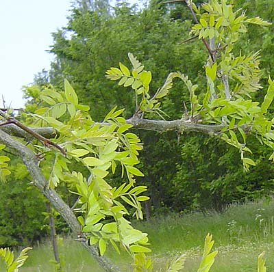 Gleditsia triacanthos. Løv. Foto 2005