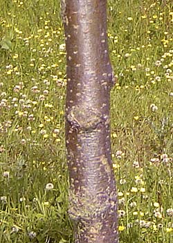 Gleditsia triacantos Skyline. Bark. Foto 2005