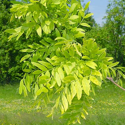 Gleditsia triacantos Skyline. Løv. Foto 2005