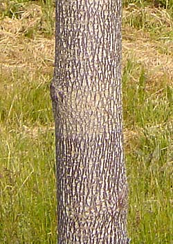 Liridendron tulipifera. Bark. Foto 2005