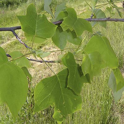 Liridendron tulipifera. Løv. Foto 2005