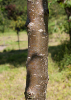 Malus baccata Akso Dafo. Bark. 2011