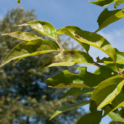 Malus baccata Akso Dafo. Blad. 2011