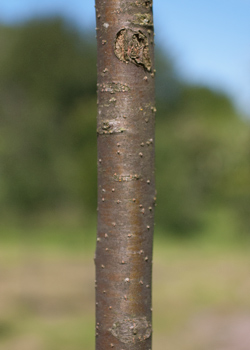 Malus baccata Street Parade. Bark. 2011