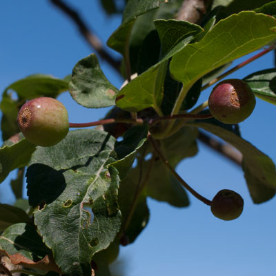 Malus baccata Street Parade. Frugt. 2011