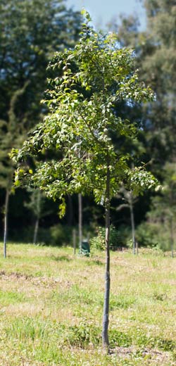 Malus floribunda. 2011