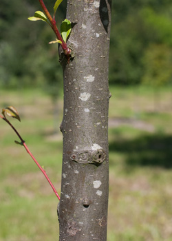 Malus floribunda. Bark. 2011