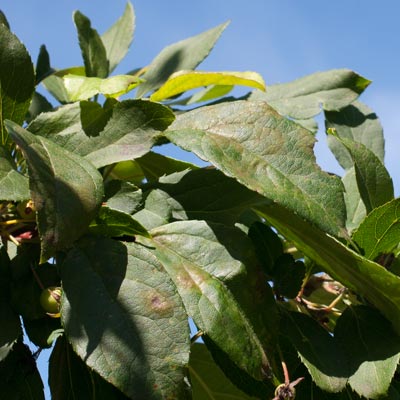 Malus floribunda. Blad. 2011