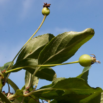 Malus floribunda. Frugt. 2011