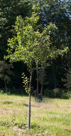 Malus hybrida Braendkjaer Dafo. 2011.