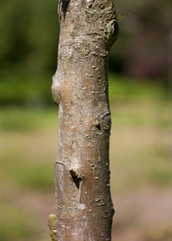 Malus hybrida Braendkjaer Dafo. Bark. 2011.