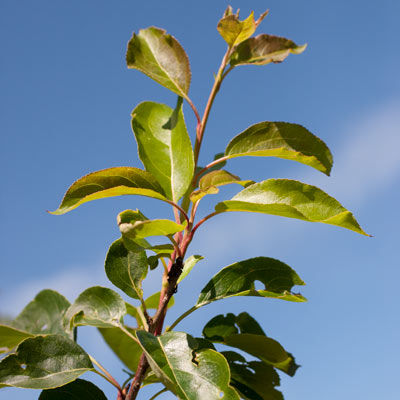 Malus hybrida Braendkjaer Dafo. Blad. 2011.