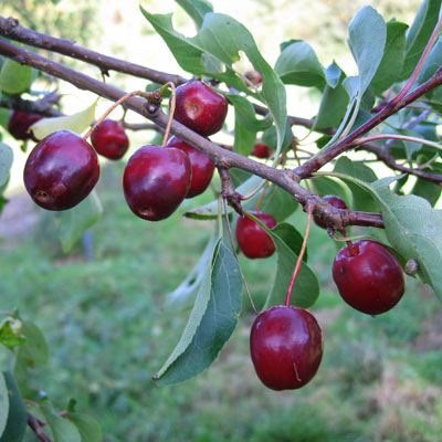 Malus hybrida Braendkjaer Dafo. Frugt. 2011.