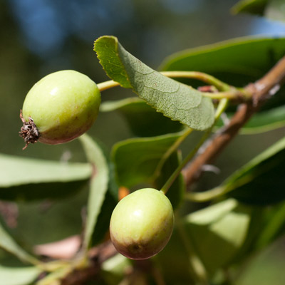 Malus hybrida Braendkjaer Dafo. Frugt. 2011.